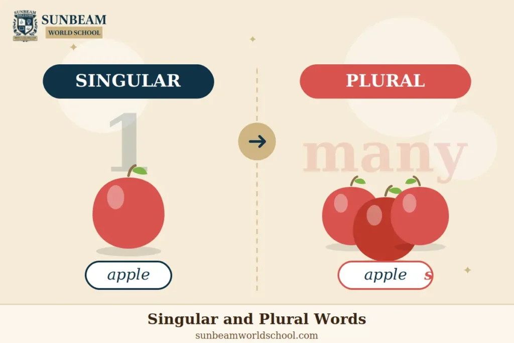 Singular and Plural Words – apple to apples example showing one apple vs many apples – Sunbeam World School