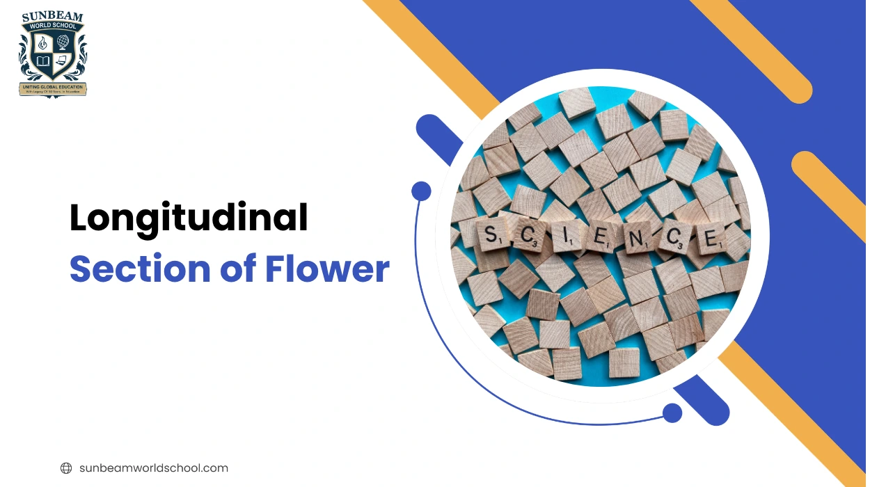Longitudinal Section of Flower