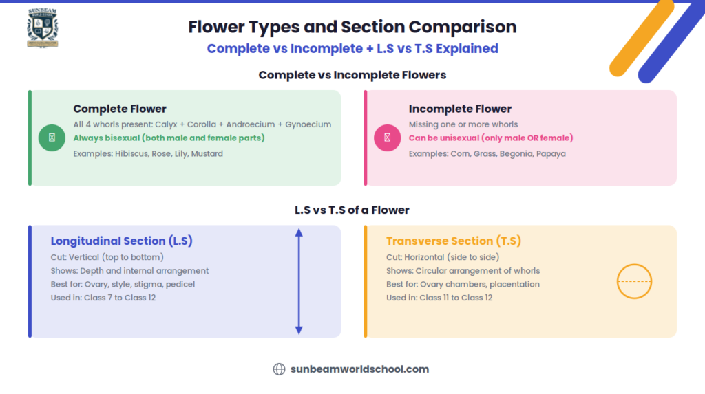 Flower types and section comparison infographic showing complete vs incomplete flowers at the top and longitudinal section vs transverse section of a flower at the bottom with definitions examples and key differences