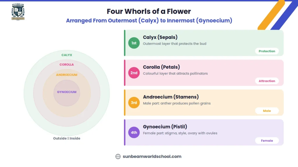 Four whorls of a flower infographic showing concentric circles for calyx corolla androecium and gynoecium on the left with four colour coded detail cards on the right describing each whorl and its function