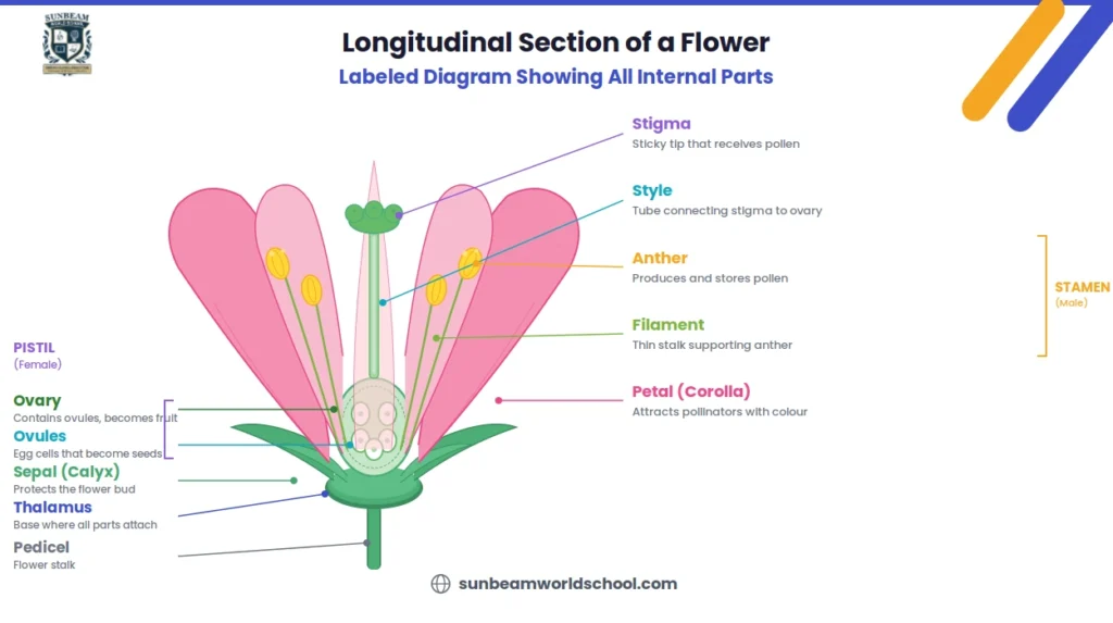 Labeled diagram of longitudinal section of a flower showing all internal parts including stigma, style, anther, filament, petal, sepal, ovary with ovules inside, thalamus, and pedicel with pistil and stamen brackets on the sides