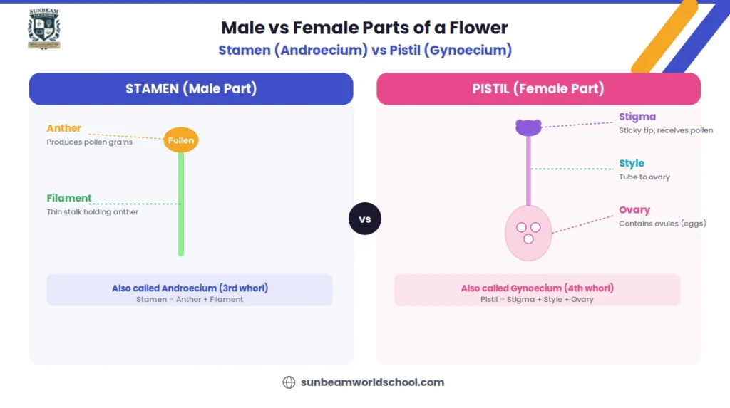 Male vs female parts of a flower comparison showing stamen with anther and filament on the left side and pistil with stigma style and ovary on the right side with labeled diagrams and function descriptions