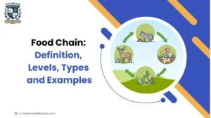 Food Chain: Definition, Levels, Types and Examples