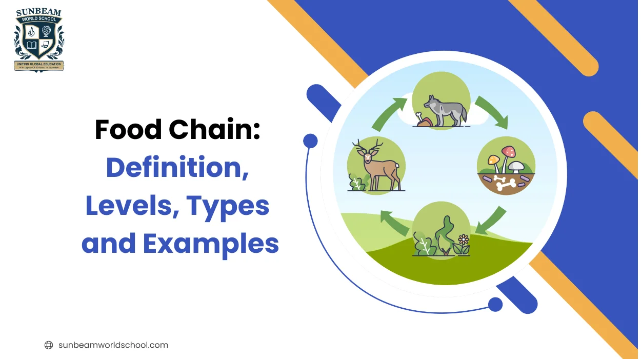 Food Chain: Definition, Levels, Types and Examples