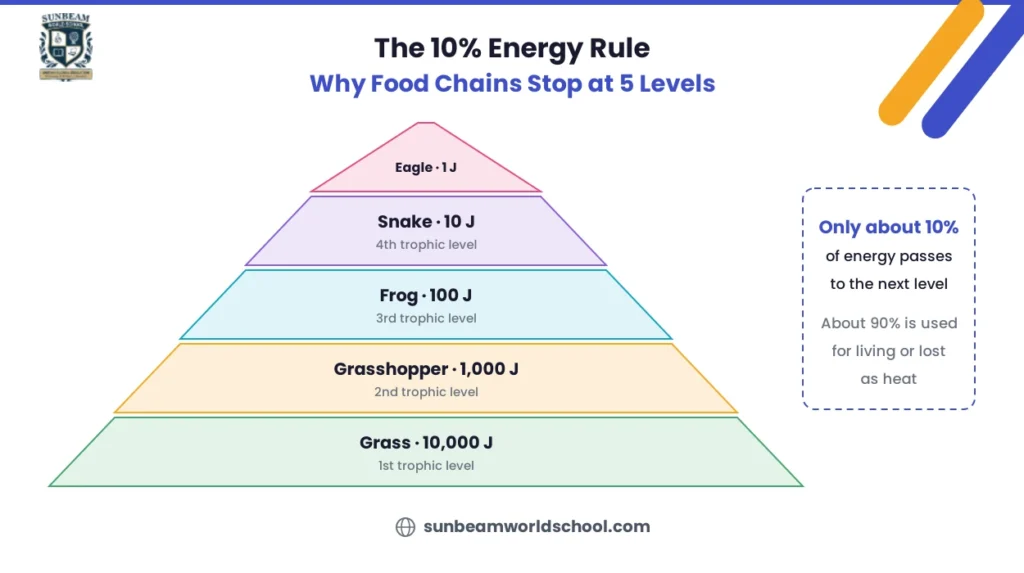 Energy pyramid showing the 10 percent rule in a food chain from grass to eagle