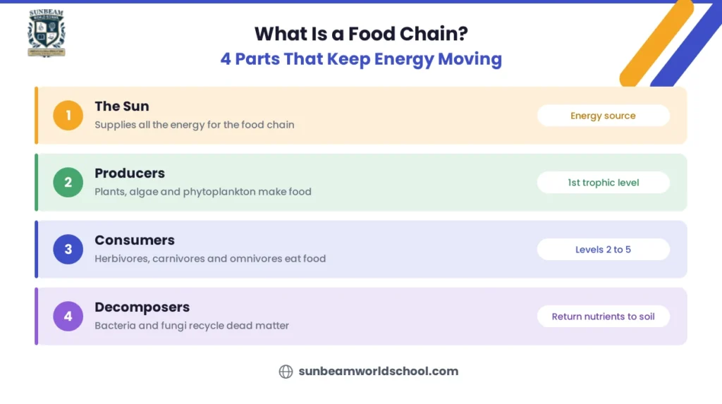Food chain diagram showing the Sun, producers, consumers and decomposers