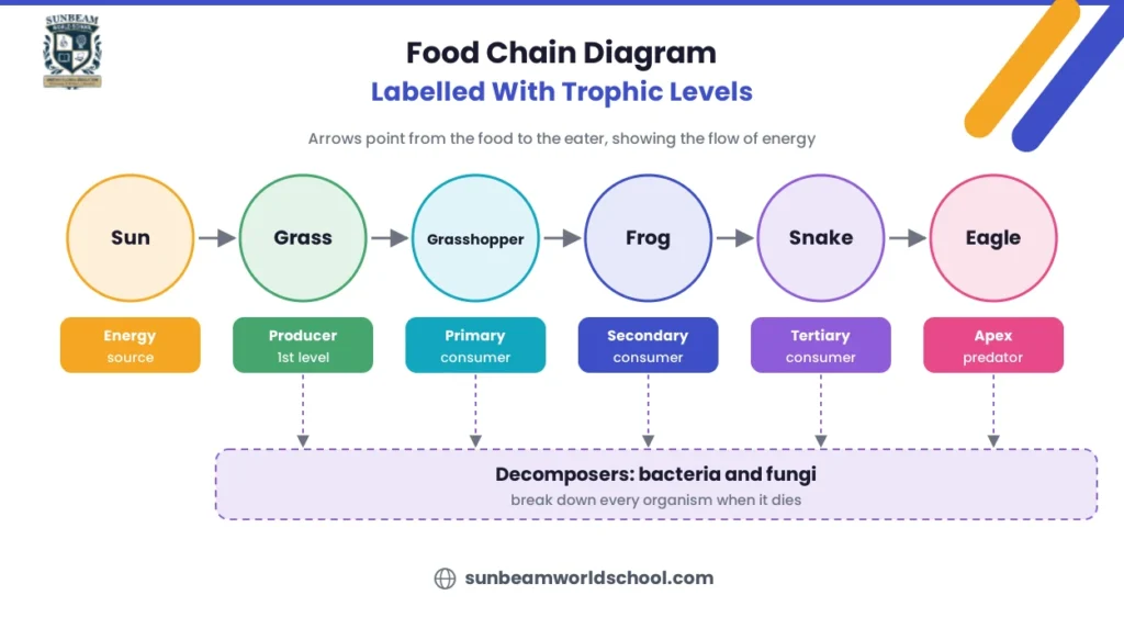 Food chain diagram labelled with trophic levels from the Sun to an eagle