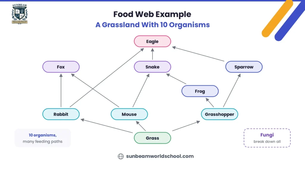 Food web example with 10 organisms in a grassland ecosystem