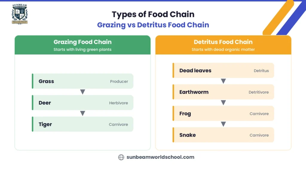 Types of food chain: grazing food chain and detritus food chain with examples